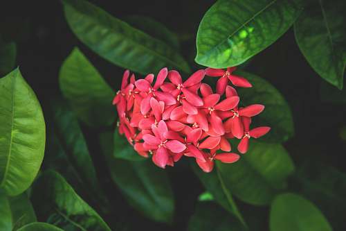 flowers closeup photography of red petaled flowers leaves