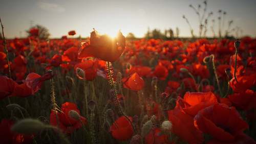 poppy field of red flowers during golden hour plant