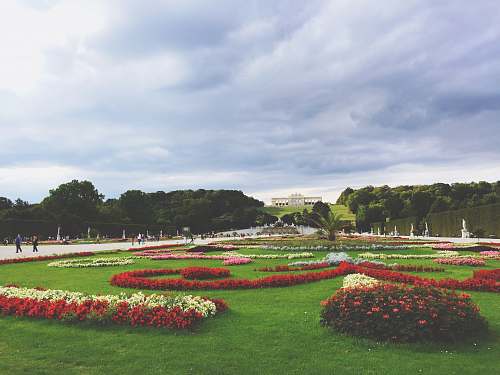 austria flowers on green grass field garden