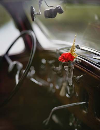 car focus photo of flower inside vehicle interior