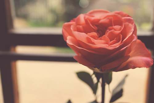 rose focus photo of pink rose blossom