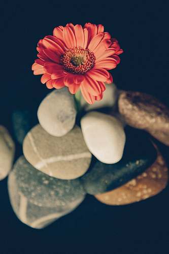 daisy focus photo of red daisy on rock formation gerbera