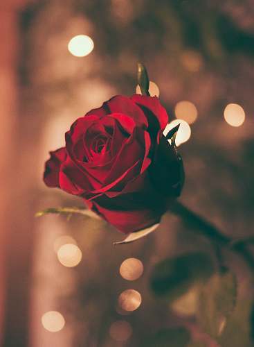 love focused photo of a red rose rose