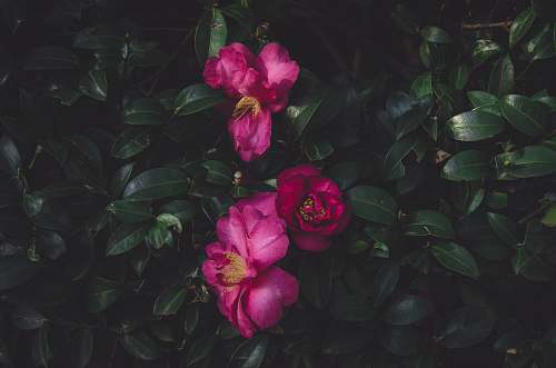 plant green leafed plant with pink flowers flora