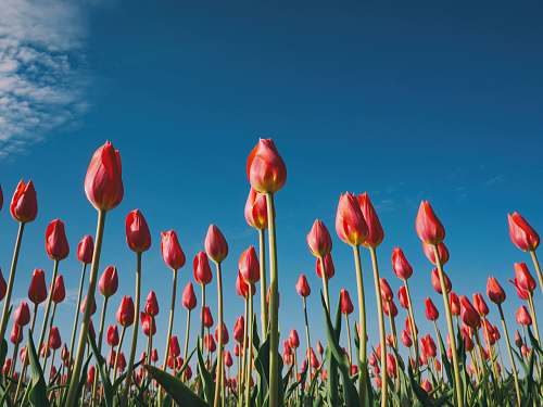 tulip landscape photography of red tulips blossom