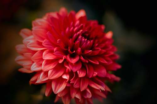 flora macro photography of red flower dahlia