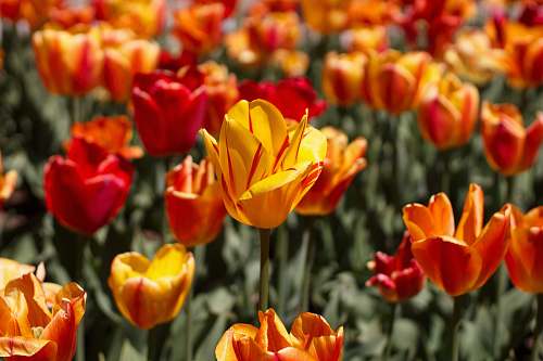 plant orange and red petaled flowers close-up photography blossom