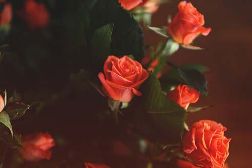 rose photo of red rose with green leaf arrangement human
