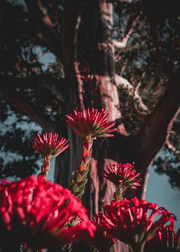 plant pink flowers tree
