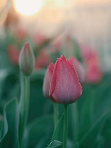 plant pink tulip flowers tulip