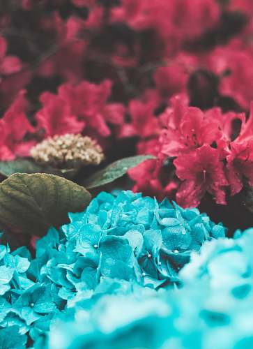 nature red and teal flowers and green leaf fade