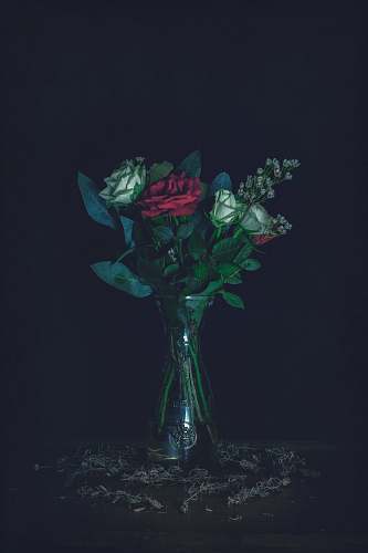 rose red and white roses in flower vase glass