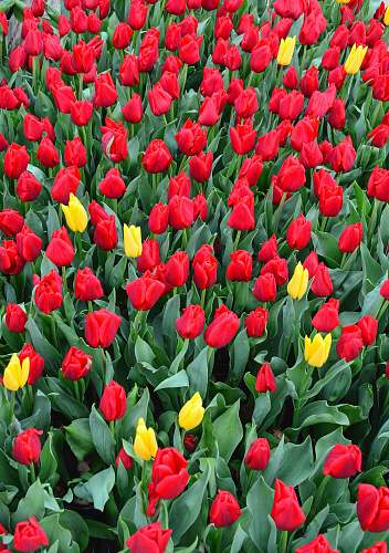 blossom red and yellow tulips under sunny sky tulip