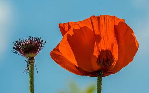 poppy red broad petaled flower plant