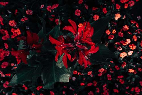 plant red broad petaled flowers dance