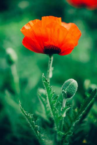 plant red common poppy flower selective focus phography poppy