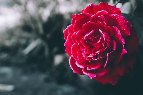 blossom red flower flora