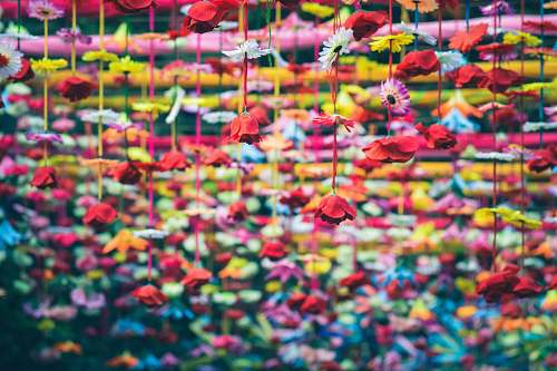 colorful red flower decor lot flowers