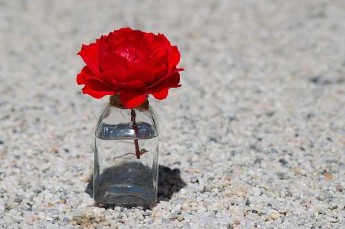plant red flower in clear glass jar rose