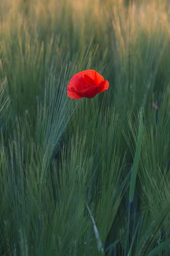 poppy red flower in the middle of green grasses blossom