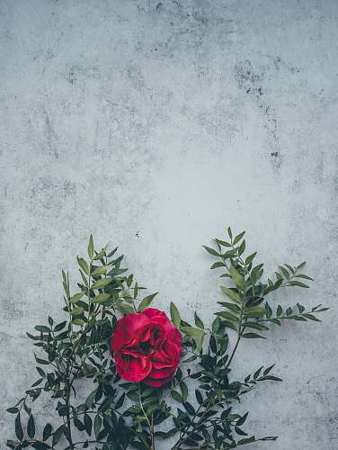blossom red flower with green leaf flora