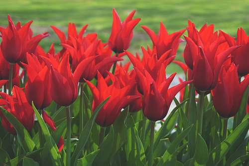 plant red flowers with green leaves tulip