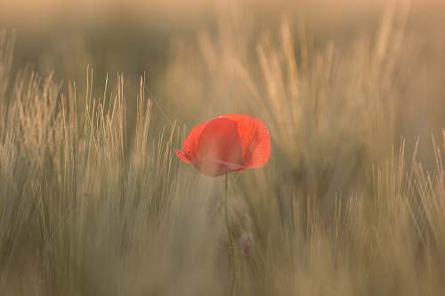grass red petaled flower between grass poppy