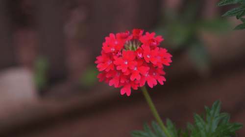 blossom red petaled flower geranium