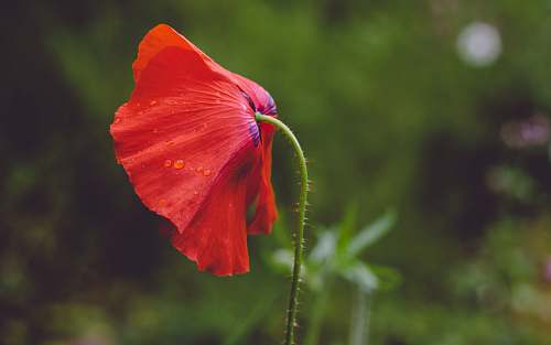 flora red petaled flower poppy