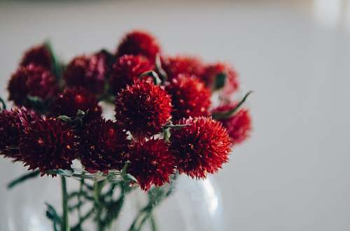 plant red-petaled flower in selective focus photography blossom