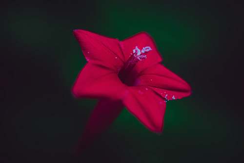 plant red petaled flower petal