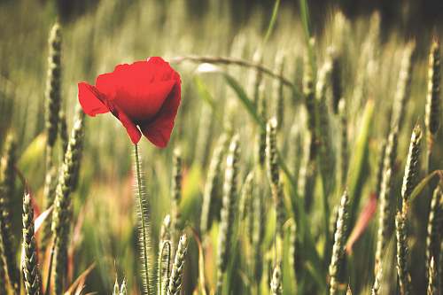 poppy red petaled flower plant