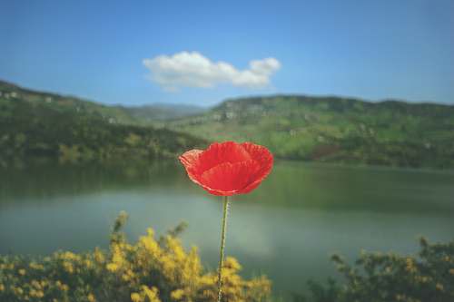 poppy red petaled flower with lake and body of water as background photo morocco