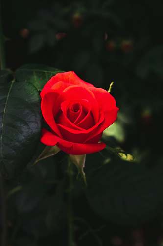 blossom red rose rose