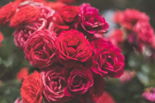 rose red rose bouquet flora