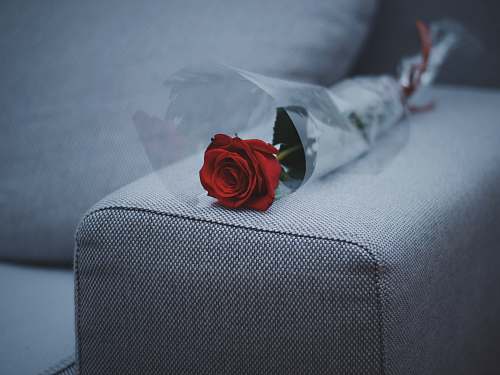 rose red rose flower on gray fabric sofa blossom