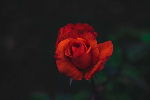 rose red rose flower blossom