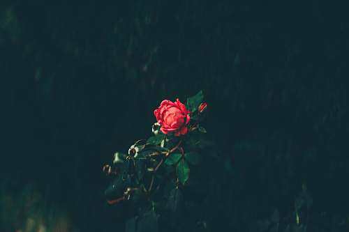 rose red rose in bloom blossom