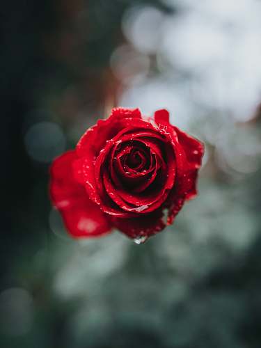 rose red rose in selective focus photography blossom