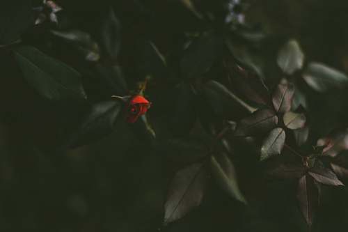 plant red rose rose