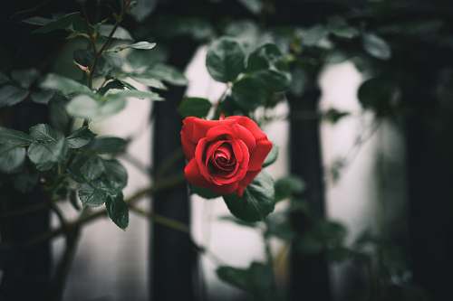 rose red rose flora