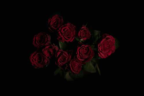 rose red roses flower arrangement blossom