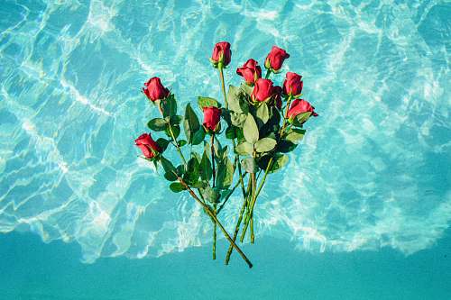 blossom red roses on teal background rose