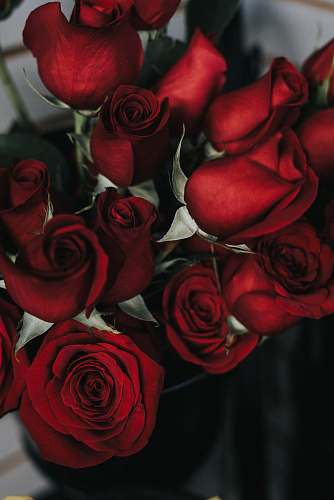 plant red roses rose