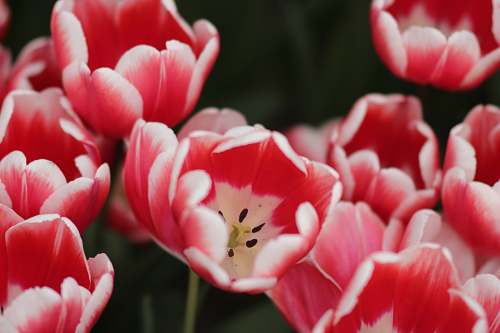 plant red tulip flower blossom