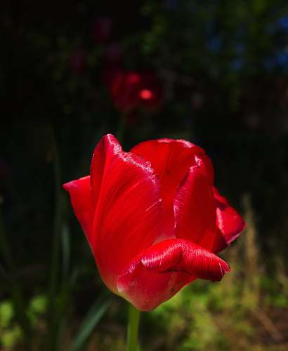 plant selected focus red tulip blossom