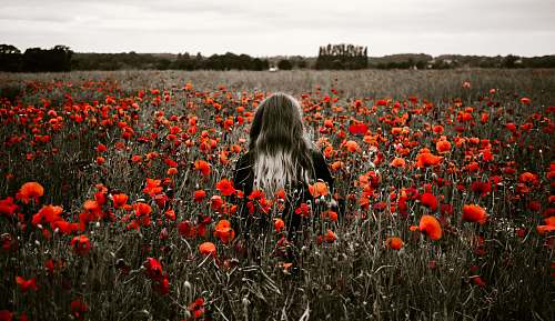field selective-color photo of red flowers plant