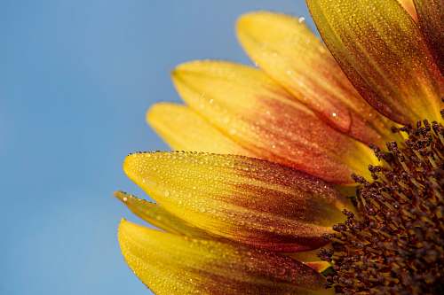 plant selective focus photo of gerbera flower pollen