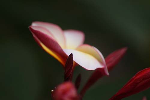 blossom selective focus photography of red flower plant