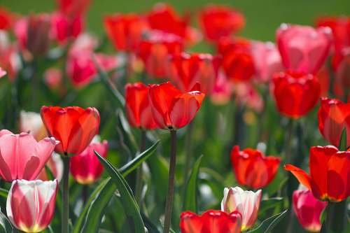 tulip selective focus photography of red flowers blossom